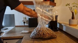 Ежовик. Выращиваем дома. Легко и просто.