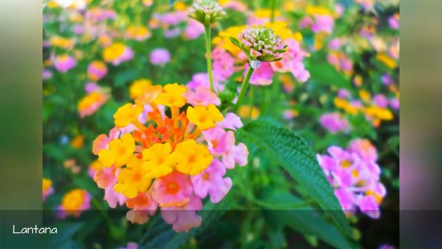 The 30 Best Flowers That Bloom In Summer For Your Home Garden 🌸 смотреть онлайн
