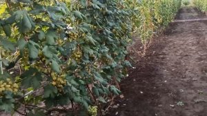 В гостях у виноградарей Елецкого района Липецкой области Александра и Галины Соколовых.