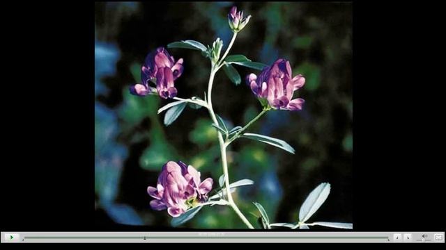 Люцерна Полезные свойства смотреть онлайн