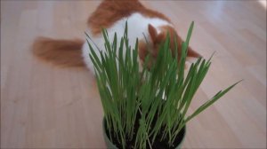 Трава для кошек или овёс? Что выберет кот?