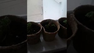 Ремонтантная клубника деление куста.