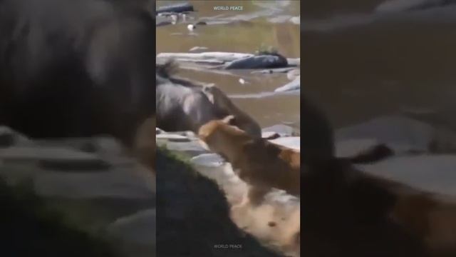 Львица VS Антилопа Гну. Охота на переправе через реку. смотреть онлайн