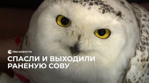 Спасли и выходили раненую сову