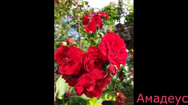Мои красотки летом. Розы. Клематисы. Северо-Запад. смотреть онлайн