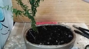 Пересадка мирта в плошку и формировка БОНСАЙ