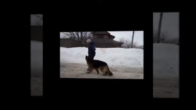 Немецкая овчарка Крит. Рабочие моменты с занятий по ОКД и ЗКС смотреть онлайн