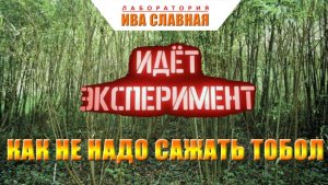 Лаборатория Ивы Славной: Как не надо сажать Тобол (08.09.2023)
