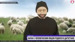 Баран с человеческим лицом родился в Дагестане!