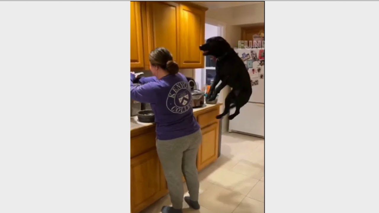 Собака "Ржака"   #прикол #юмор смотреть онлайн