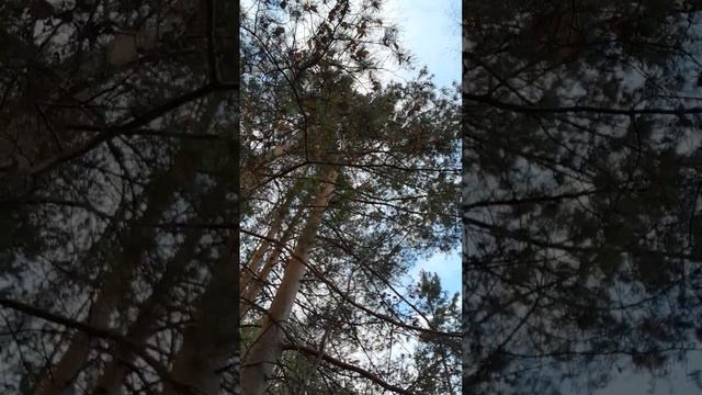 КАК ПРОХОДИТ ОБЩЕНИЕ С ДЕМОНАМИ!? ТЕОРИЯ ДЕМОНОЛОГИЯ. Александр Пичуев