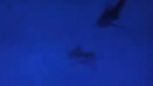 Дайвинг с акулами в Египте. Дайвинг в Красном море. Акулы убийцы атакуют! Мир акул. отдых на море