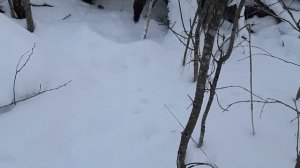 Охота на Соболя. Мои Первые Соболя и Куницы.