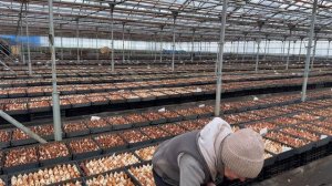 Наши агрономы: Надежда Федоровна Пронь