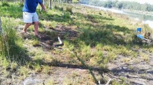 Рыбалка 🎣 на морскова. УГРЯ. Australien fishing