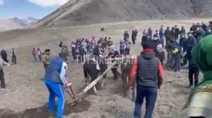 «День борозды» в Чародинском районе,все люди выходили пахать земли, затем готовят еду ТУТ ДАГЕСТАН