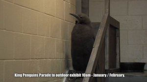 King Penguins Leaving Exhibit - Cincinnati Zoo