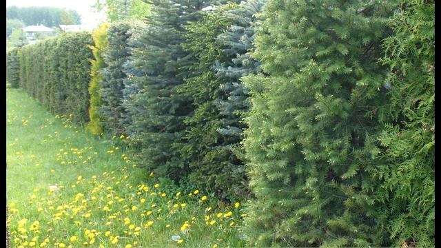 Хвойные в саду. Вечнозеленые растения. Ландшафтный дизайн. смотреть онлайн