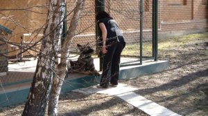 Охрана территории собакой. Дрессировка восточно-европейской овчарки http://dogclass.ru/