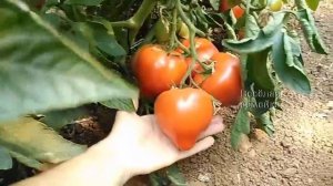 Сорт Махитос. Обзор