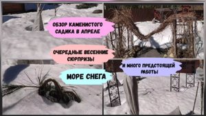 Обзор каменистого садика в апреле 2022 г.