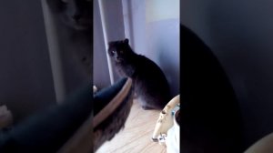 Кот дерется с хозяином)))))