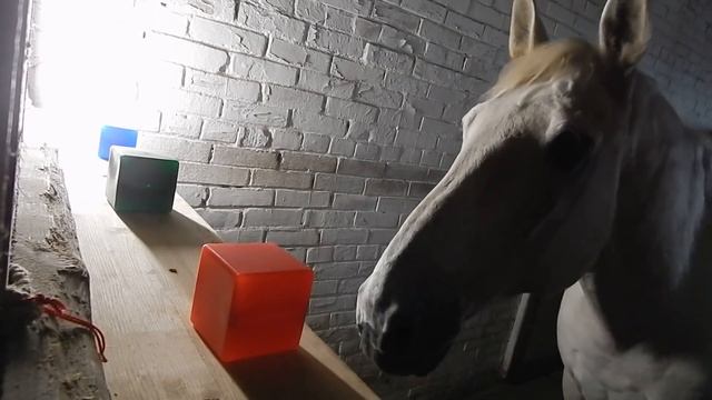 Игры с лошадью в "Городки". смотреть онлайн