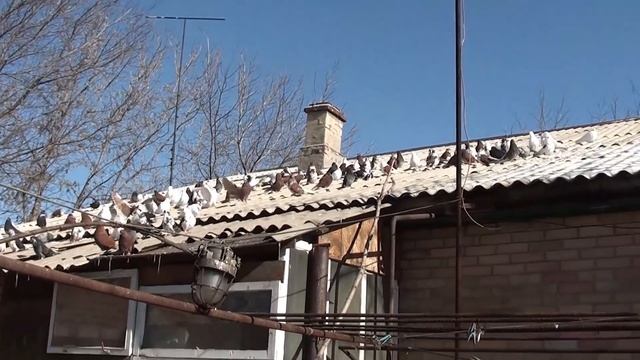 1000 ГОЛУБЕЙ У МИХАИЛА!ГОРЛОВКА!2021!