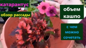 Катарантус обзор рассады. В какой объем буду сажать. С чем можно сочетать.