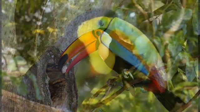 «Радужный тукан» Reggae Instrumental Music improvisation piano Victor Mikhailovich Anokhin смотреть онлайн