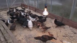 Мой секрет содержания уток зимой.