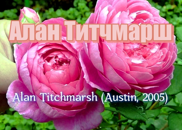 Роза Алан Титчмарш (Английская) - Alan Titchmarsh (Austin, 2005)