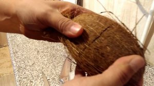 Открываем кокос, идеальное вскрытие кокоса!!!