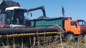 14.09.2021. Уборка подсолнечника! 35см и 70см междурядье! Итоги....