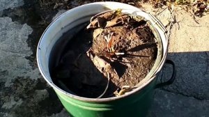Готовим пластиковый пруд к зимовке.Где зимует карликовая нимфея.