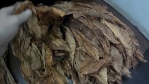 Отволаживание табачного листа( стрипсование). Закладка на ферментацию.ч.2.mp4