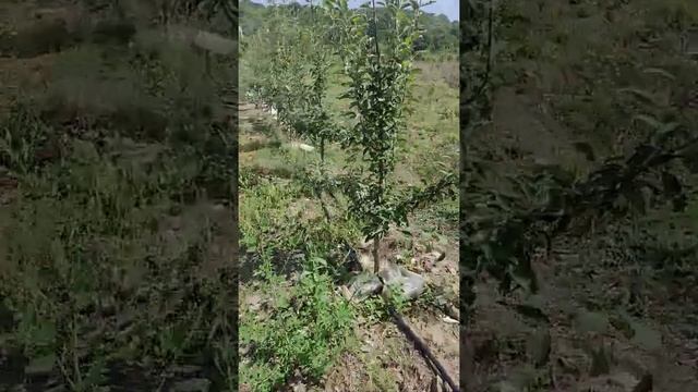 Яблоня Кандиль Синап. Бахчисарайский район, с. Синапное. Подвой М-106. смотреть онлайн