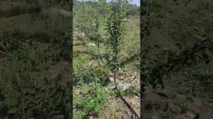 Яблоня Кандиль Синап. Бахчисарайский район, с. Синапное. Подвой М-106.