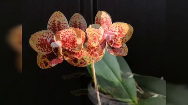 Орхидея Phalaenopsis Ola, орхидея Phalaenopsis Zhen Min Anaconda (Анаконда), орхидея Euphorion ? смотреть онлайн
