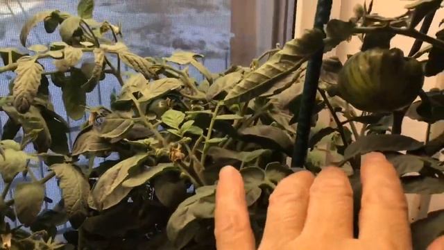 Томаты. Махровые цветы на Томатных Гномах дали уродливые плоды! смотреть онлайн