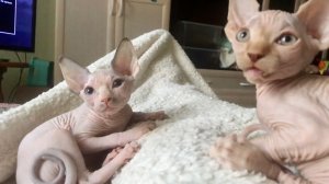 Неугомонные котята Сфинкса?.