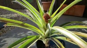 Как Цветет Ананас ? Pineapple Flower ? Как Вырастить Ананас ?