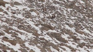 ТРОФЕЙНЫЙ МАРКО ПОЛО: ОХОТА НА ПАМИРЕ