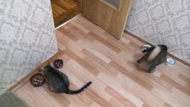 После стрима! Готовлю новый рецепт! Вкусно или нет? смотреть онлайн