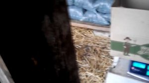 Выращиваем Мулардов на своем комбикорме ( Часть 3 )