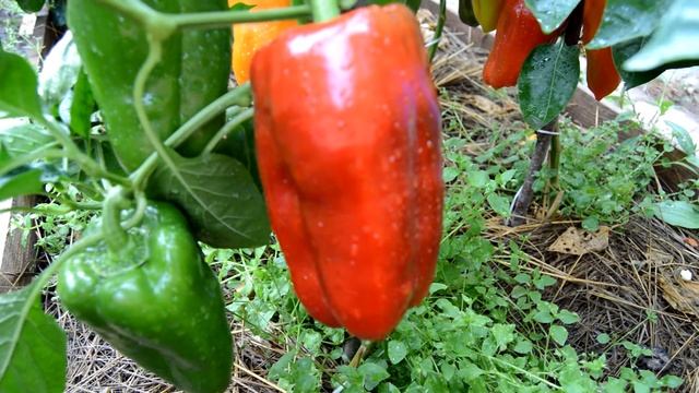 ПЕРЕЦ СЛАДКИЙ - "БИГ БЕРТА". От Фёдора. смотреть онлайн