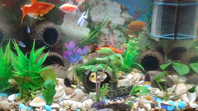 Аквариум 50 литров Тернеции4 Меченосцы 2 Неоны 2 Крапчатый сомик 1 Анциструс сомик 2 смотреть онлайн