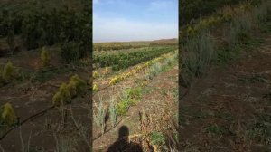 Питомник хвойных и декоративных растений в Ставропольском крае | КФХ Манаков