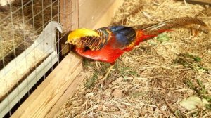 Они такие домашние №2 Одомашненный фазан