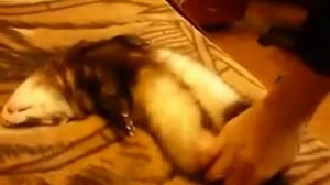 Не будите спящего хорька...